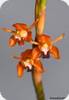 Coelogyne ecarinata